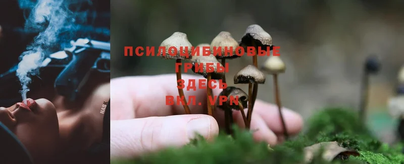 Галлюциногенные грибы Magic Shrooms  кракен вход  Гусь-Хрустальный  даркнет сайт 